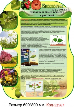 Стенд по биологии "Дыхание и обмен веществ у растений" Код-52567