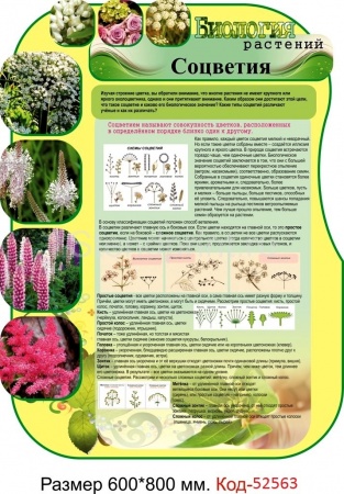 Стенд по биологии "Соцветия" Код-52563